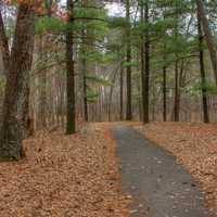 Path into the woods at Hartman Creek State Park, Wisconsin