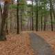 Path into the woods at Hartman Creek State Park, Wisconsin