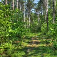 Forest Hiking Path at Hoffman Hills State Recreation Area, Wisconsin