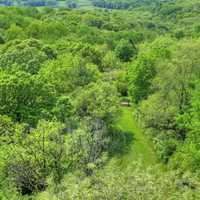 Green Forest at Hoffman Hills State Recreation Area, Wisconsin