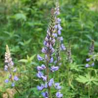 Purple flowers at Hoffman Hills State Recreation Area, Wisconsin