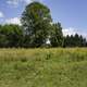 Summer Landscape with yellow flowers at Horicon Marsh