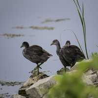 A group of American Coots