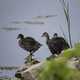 A group of American Coots