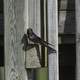 Barn Swallow sitting on post