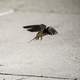 Barn swallow taking off