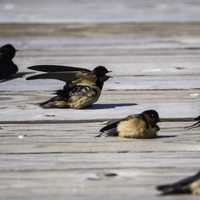 Barn Swallows resting on the ground