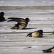 Barn Swallows resting on the ground