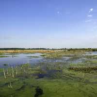 Beautiful Swamp landscape at Horicon Marsh