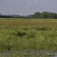 Bird in flight over the Marsh