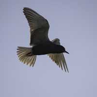 Black Tern Hovering in the Air