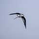 Black-necked Stilt -- Himantopus mexicanus