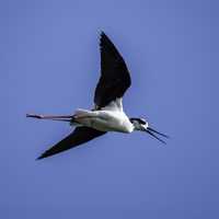 Black-necked Stilt in mid-flight