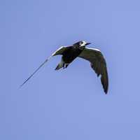 Black tern soaring in flight - Chlidonias niger