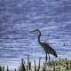 Blue Heron standing fishing on the shore