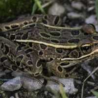 Brown Frog Close up