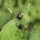 Bugs on a leaf at Horicon Wildlife Refuge