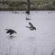 Canadian Geese flyiing over the water