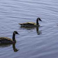 Canadian Geese swimming in water