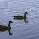 Canadian Geese swimming in water