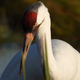 Close up of Whooping Crane