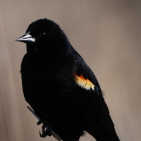 Closeup Red Winged Blackbird on reed