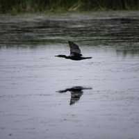 Cormorant flying over pond with reflection