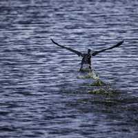 Cormorant taking flight