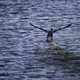 Cormorant taking flight