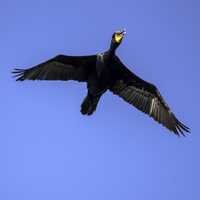 Cormorat in flight