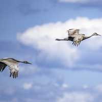 Cranes in flight among the clouds