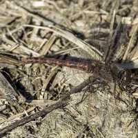 Dragonfly on the ground