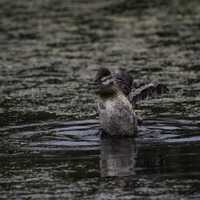 Duck getting ready to take off from the water