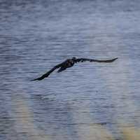 Duck taking off from the marsh