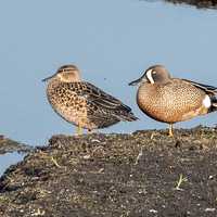 Ducks at Horicon Marsh