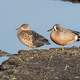 Ducks at Horicon Marsh