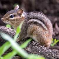 Eastern Chipmunk