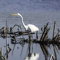 Egret in the Pond looking for fish