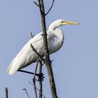 Egret standing on a tree