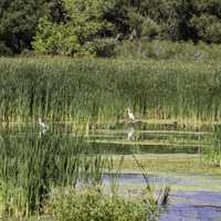 Egrets standing in the Marsh