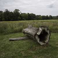 Fallen Log at Horicon Marsh