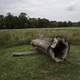 Fallen Log at Horicon Marsh