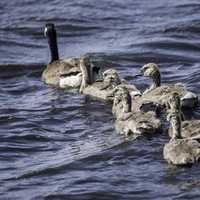 Family of Geese and Goslings swimming