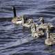 Family of Geese and Goslings swimming