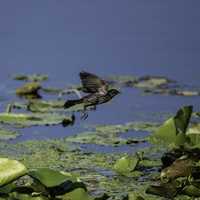 Female Red Winged Blackbird flying over Lilypads
