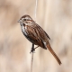 Song Sparrow