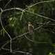 Black-billed Cuckoo - Coccyzus erythropthalmus - sitting on a branch