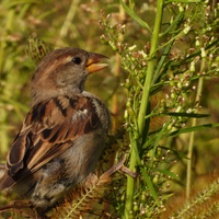 Finch on a large blade of grass