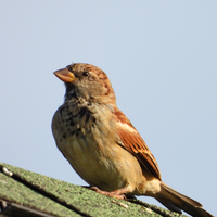 Finch sitting on the roof
