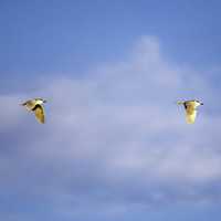 Flying Black Crowned Night Herons